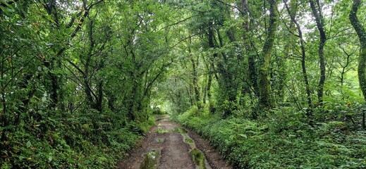 Camino en mitad de un bosque representando lo que se quiere preservar que es la actividad 02 del proyecto  Bio+A