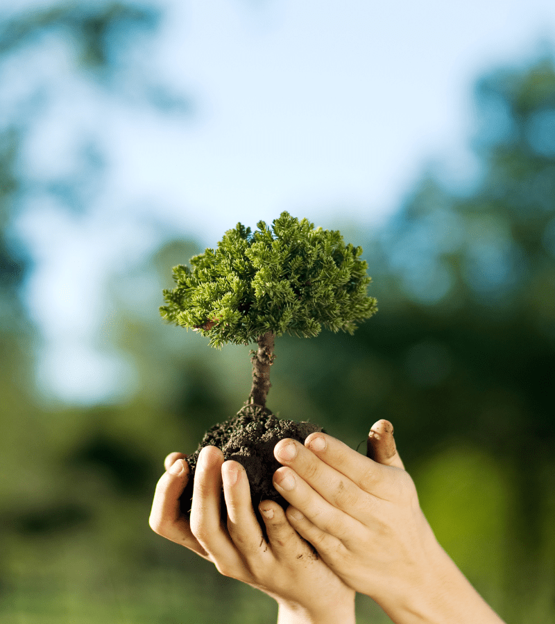 objetivos de medioambiente