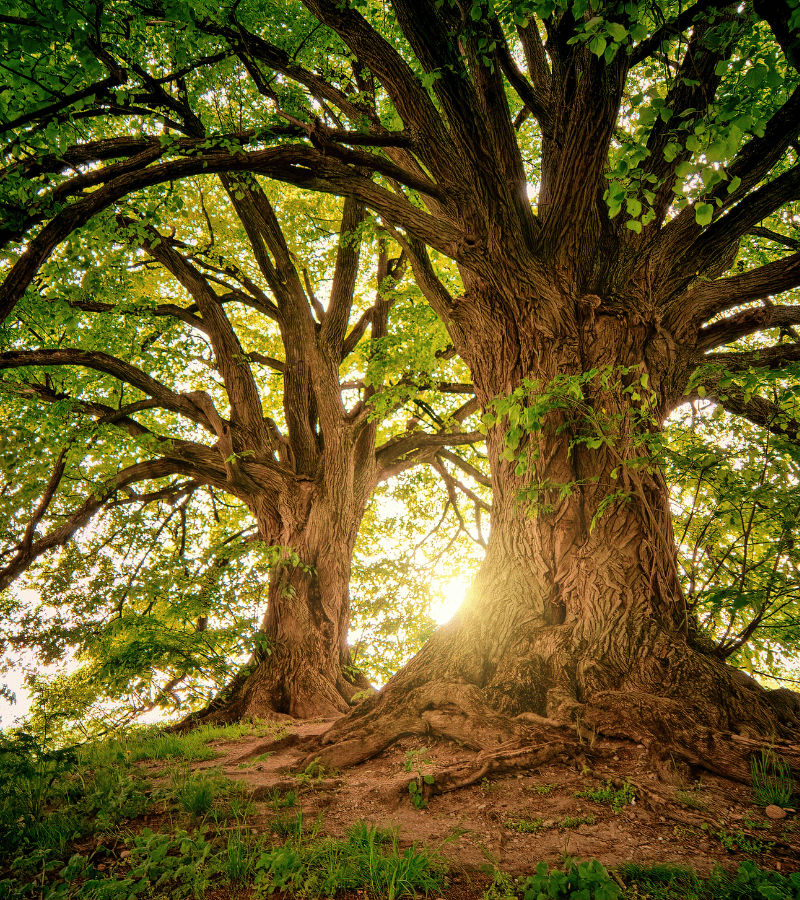 proyecto bio a mas malaga