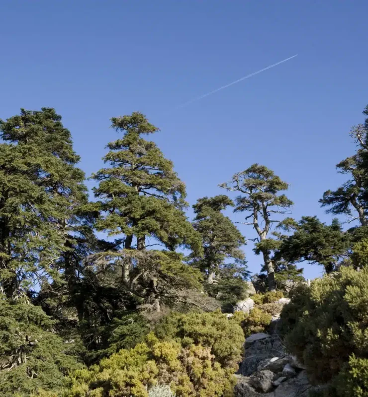 sierra de las nieves